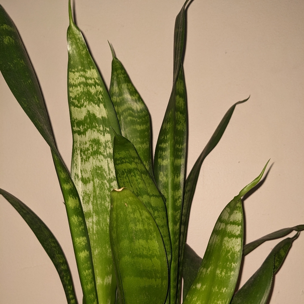 5 snake plant cuttings for propagate